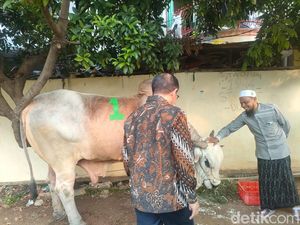 Pramono Kurban Sapi 1,1 Ton di Tambora: Ini XXL, Semoga Bermanfaat