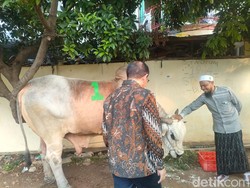 Pramono Kurban Sapi 1,1 Ton di Tambora: Ini XXL, Semoga Bermanfaat
