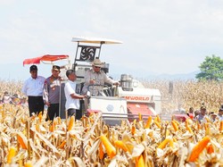 Ambisi Indonesia Siap Ekspor Jagung Tahun Depan
