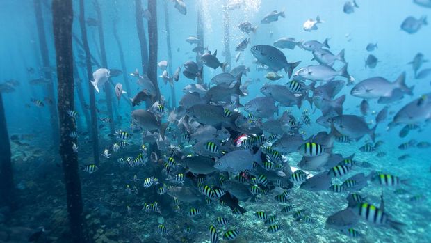 Underwater documentation from Raja Ampat Regency, Southwest Papua. Raja Ampat is a region of extraordinary megabiodiversity and home to one of the richest coral reef ecosystems in the world. Its biodiversity surpasses that of many other areas within the Coral Triangle, providing a habitat for hundreds of unique and rare species of flora and fauna, including wobbegongs, morray eel, sea turtles, sharks, manta rays, and a wide variety of fish.