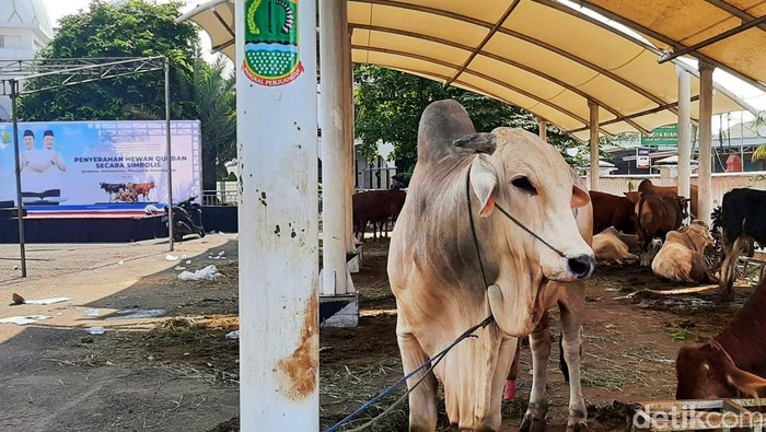 Sapi Brahma milik Prabowo Sapi Brahma milik Prabowo