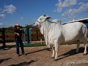 Sapi Termahal Dunia Ada di Brasil, Harganya Rp 65 Miliar Sapi Termahal Dunia Ada di Brasil, Harganya Rp 65 Miliar