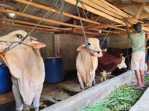 Deretan Sapi yang Dibeli Prabowo dari Peternak Sukabumi