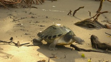 Tuntong Laut: Asa Terakhir di Ujung Kepunahan Menghilang?