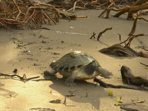 Usaha Menyelamatkan Tuntong Laut, Spesies Langka yang Terancam Punah Usaha Menyelamatkan Tuntong Laut, Spesies Langka yang Terancam Punah