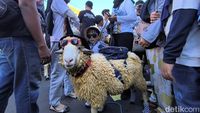Uniknya Tradisi Kontes Hewan Kurban di Gresik