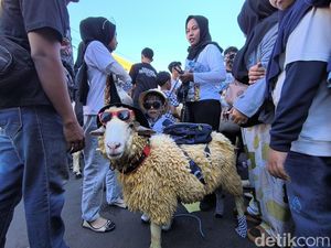 Uniknya Tradisi Kontes Hewan Kurban di Gresik Uniknya Tradisi Kontes Hewan Kurban di Gresik