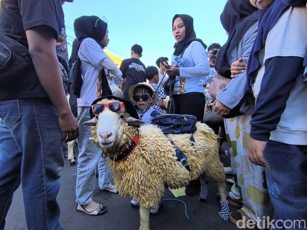 Uniknya Tradisi Kontes Hewan Kurban di Gresik