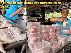 Wah! Daging Landak Disebut Lebih Enak Daripada Daging Ayam Wah! Daging Landak Disebut Lebih Enak Daripada Daging Ayam