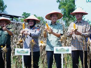 Walkot Palembang Panen Jagung Dukung Ketahanan Pangan Nasional Walkot Palembang Panen Jagung Dukung Ketahanan Pangan Nasional