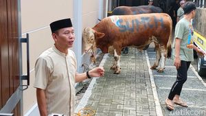 Penampakan Sapi Limosin Milik Ayu Ting Ting