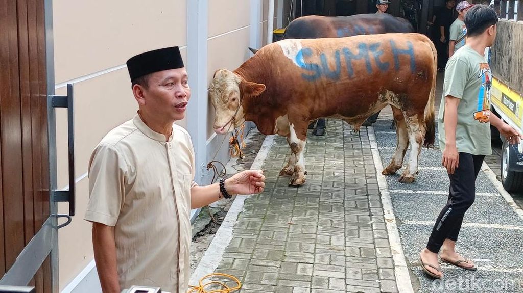 Penampakan Sapi Limosin Milik Ayu Ting Ting Penampakan Sapi Limosin Milik Ayu Ting Ting