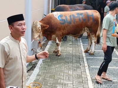 Penampakan Sapi Limosin Milik Ayu Ting Ting