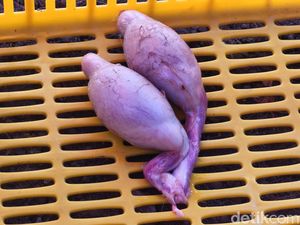 Kata Dokter soal Torpedo Kambing untuk Tingkatkan Vitalitas Kata Dokter soal Torpedo Kambing untuk Tingkatkan Vitalitas