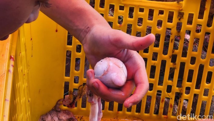 Torpedo kambing banyak dikejar  kaum lelaki alasannya diyakini bisa memajukan vitalitas. Klaim ini masih diragukan, tetapi yang niscaya bisa menyebabkan asam urat. kolesterol tinggi