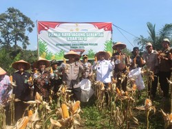 Bupati OKU dan Kapolres Panen Jagung, Kolaborasi Wujudkan Ketahanan Pangan