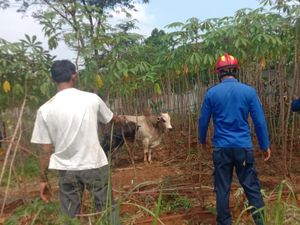 Sapi Ngamuk Kejar Warga Saat Akan Disembelih di Bogor, Dua Orang Luka Ringan
