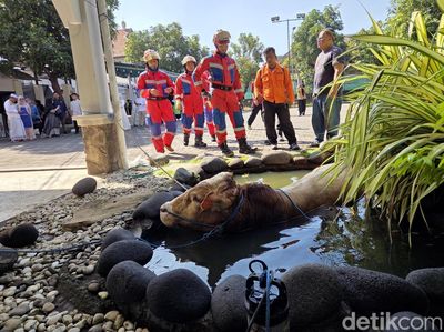 Damkar Evakuasi Sapi Kurban Nyemplung Kolam