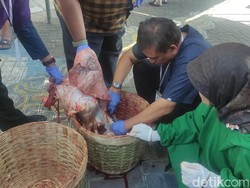 Dispaperta Sidoarjo Pastikan Daging Kurban di Sidoarjo Yang Dibagikan Aman Konsumsi