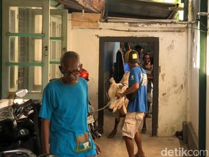 Sapi Kabur Masuk Gang di Panembahan Jogja, Makin Dikejar Makin Panik Sapi Kabur Masuk Gang di Panembahan Jogja, Makin Dikejar Makin Panik