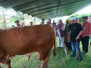 Presiden Prabowo Berkurban 11 Sapi untuk Bengkulu Presiden Prabowo Berkurban 11 Sapi untuk Bengkulu