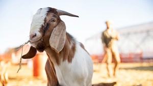 Kurban Kambing Satu Ekor Bisa untuk Berapa Orang? Ini Penjelasan Lengkapnya