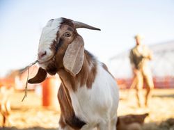 Bolehkah Satu Kambing untuk Kurban Sekeluarga? Ini Penjelasan Ulama
