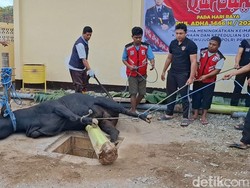 Polda NTT Sembelih 115 Hewan Kurban Saat Idul Adha 1446 Hijriah