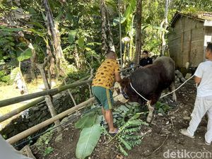 Bobot 840 Kg, Sapi Kurban Prabowo Bernama Herkules Disembelih Pagi Ini Bobot 840 Kg, Sapi Kurban Prabowo Bernama Herkules Disembelih Pagi Ini