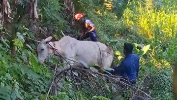 Sapi Kurban di Klaten Kabur, Berakhir Disembelih Warga di Sawah