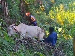 Sapi Kurban di Klaten Kabur, Berakhir Disembelih Warga di Sawah