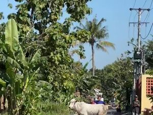 Sapi Kurban di Banguntapan Bantul Lepas, Tertangkap Usai Dipancing Sapi Betina Sapi Kurban di Banguntapan Bantul Lepas, Tertangkap Usai Dipancing Sapi Betina