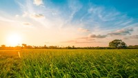 Kemarau Ancam Sumsel, Lahan Lebak Disulap Jadi Sawah Produktif