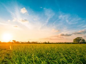 Kemarau Ancam Sumsel, Lahan Lebak Disulap Jadi Sawah Produktif