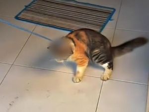 Viral Remaja Tulungagung Seret Kucing Parodikan Hewan Kurban
