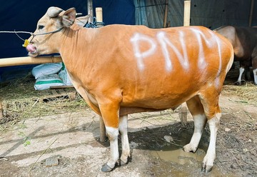Rayakan Idul Adha &amp; HUT Ke-26, PNM Sedekah Kurban di 26 Titik
