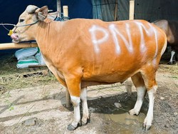 Rayakan Idul Adha & HUT Ke-26, PNM Sedekah Kurban di 26 Titik