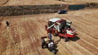 Musim Panen Jadi Musim Merana di Ladang Gandum China