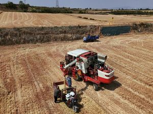 Musim Panen Jadi Musim Merana di Ladang Gandum China