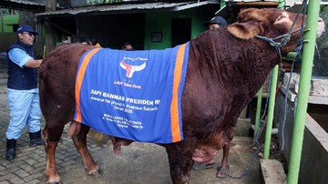5 Sapi Kurban Presiden Prabowo, Bobotnya 800 Kg Sampai 1,3 Ton!