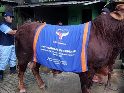 5 Sapi Kurban Presiden Prabowo, Bobotnya 800 Kg Sampai 1,3 Ton!