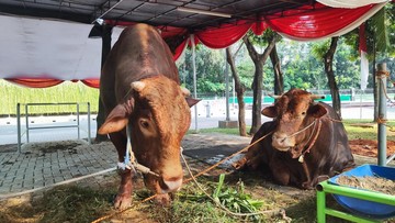 Ini Brawijaya dan Jack, Sapi Kurban 1 Ton Lebih Prabowo-Gibran di Istiqlal