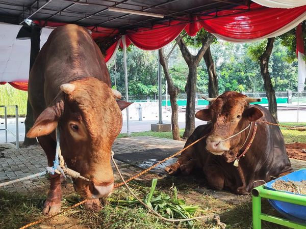 Ini Brawijaya dan Jack, Sapi Kurban 1 Ton Lebih Prabowo-Gibran di Istiqlal