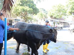 Dipastikan Sehat, Sapi Jumbo Presiden Prabowo Disembelih di Kota Malang