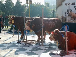 Polda Jatim Salurkan 1.442 Hewan Kurban di Idul Adha 2025