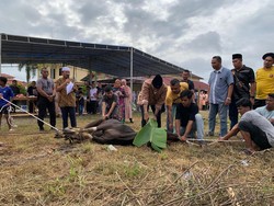 Polres Kampar Riau Bagikan 7 Ekor Sapi Kurban ke Masyarakat