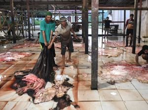 Raup Rezeki dari Kulit Sapi Kurban Raup Rezeki dari Kulit Sapi Kurban