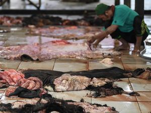 Bolehkah Panitia Idul Adha Mengambil Kulit Hewan Kurban? Bolehkah Panitia Idul Adha Mengambil Kulit Hewan Kurban?