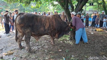 Prabowo Sumbang Sapi Kurban dari Peternak Lokal untuk Warga Kota Bogor