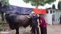 Haru! Momen Perpisahan Sonny Septian dan Fairuz dengan Sapi Kurban 1,2 Ton